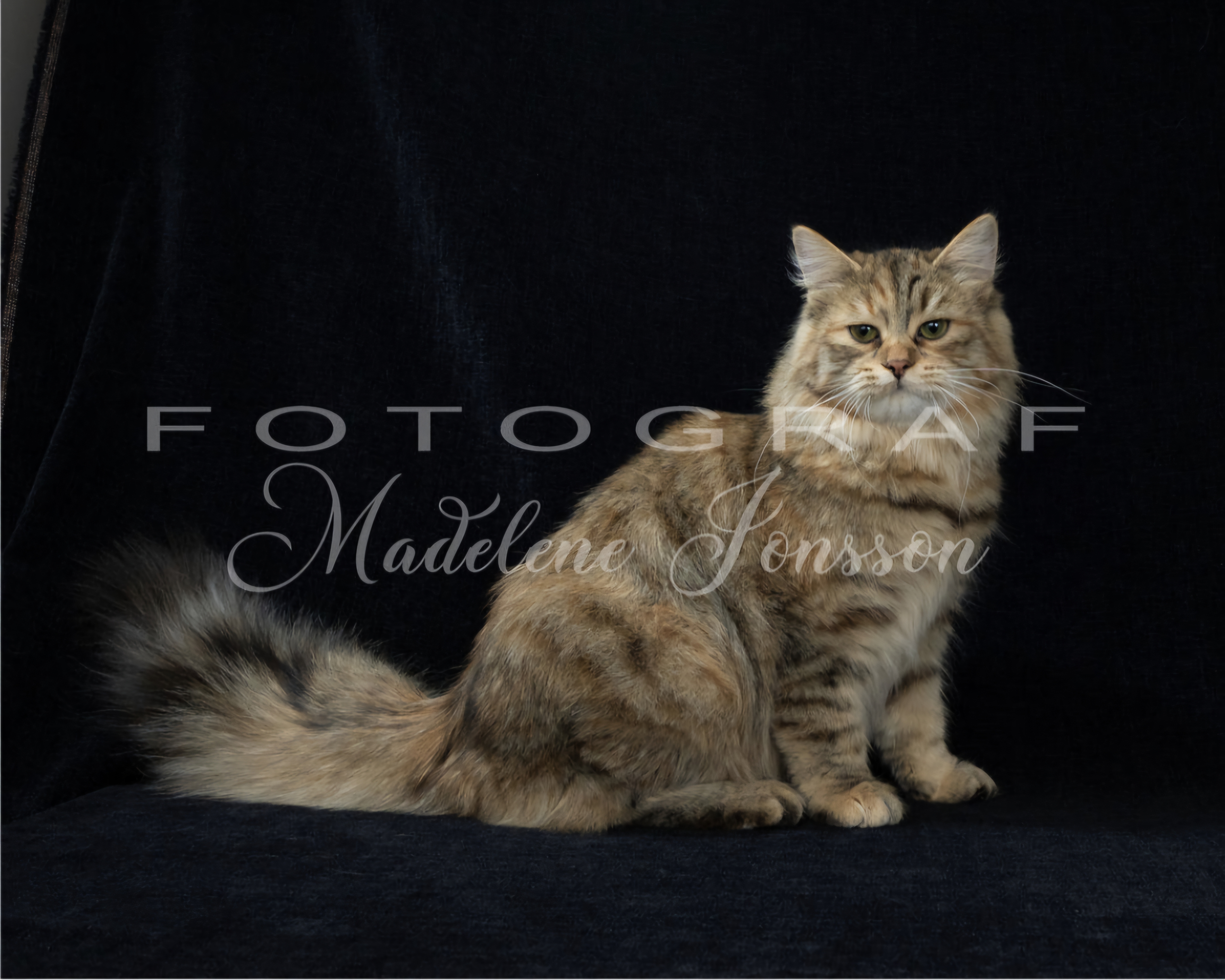 CH. Fazette's Bonnie